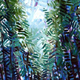 Trail to Hillman's Highway | 66 inches X 42 inches | 2003 | Available